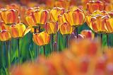 Orange Tulips_53220